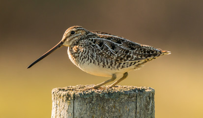 Snipe bird