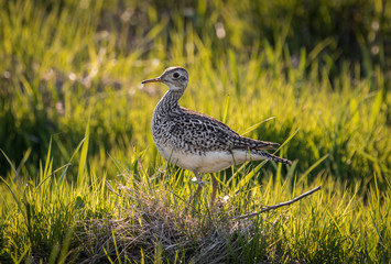 Upland Sandpiper
