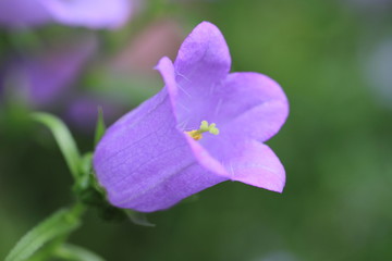 カンパニュラ（ツリガネソウ）