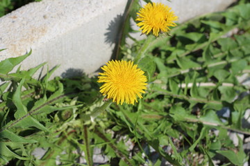 Dandelion