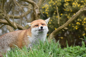 Obraz premium Wild Red Fox Southern England