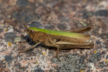 Wiesengrashüpfer