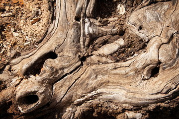 Twisted root of the tree