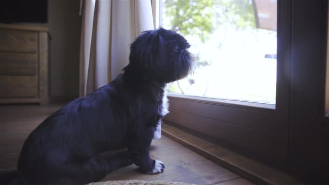 Cute black dog beside the window wanting to go out 4K

