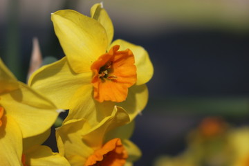 Obraz na płótnie Canvas Yellow Flower