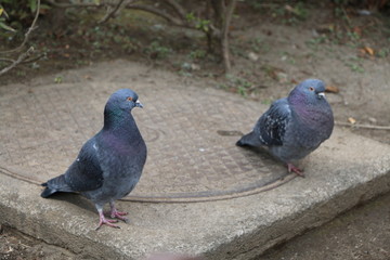 鳩