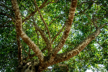 Green Trees top
