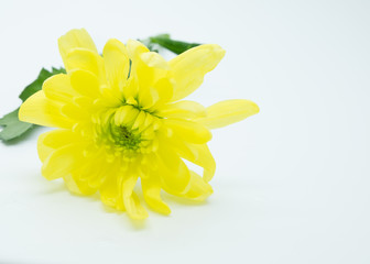 single yellow chrysanthemums close up macro flowers