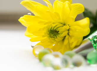 single yellow chrysanthemums close up macro