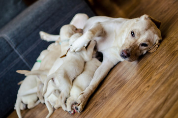 Group of newborn white labrador puppies sucking milk from bitch. White labrador retriever mother with her bitch