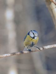 titmouse with beautiful feathers