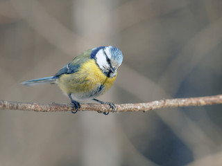 titmouse with beautiful feathers