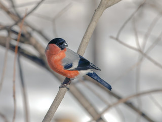 bullfinch bird with colorful plumage on a tree