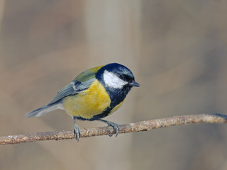 titmouse with beautiful feathers
