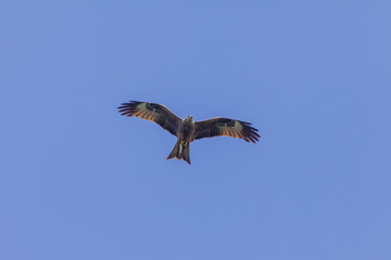 handsome eagle in the sky