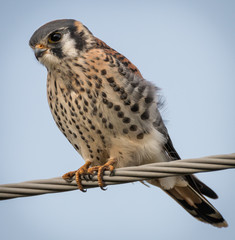 American Kestrel