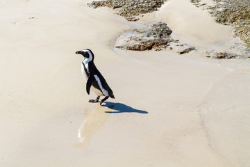 Fototapeta premium An African Penguin