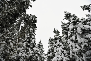 snowy  forest 