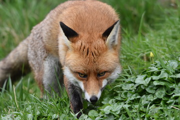 Wild Red Fox Southern England