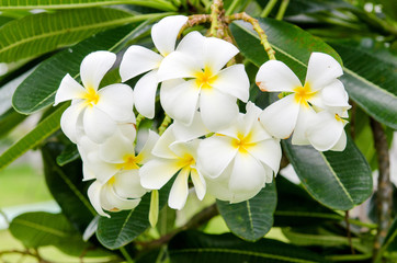 Plumeria flower.