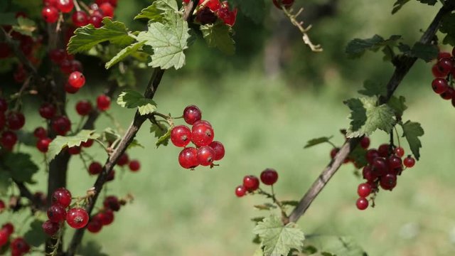 Shallow DOF rubin red color of Ribes rubrum plant 4K 2160p 30fps UltraHD footage - Healthy fruit shrub with redcurrant berries close-up 3840X2160 UHD video 