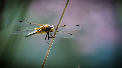 Dragonfly, colorful background