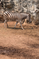 Fototapeta na wymiar zebra animal in safari