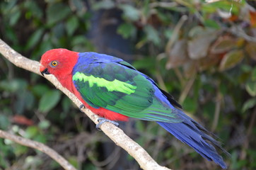 Vogelhighlite