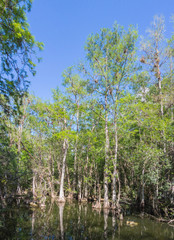 Fototapeta premium Landscape of wilderness in the Everglades National Park - Florida - USA