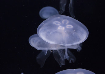 Glowing jellyfish close-up in the aquarium. Aquarium background