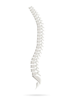  Isolated anatomical realistic spine.
