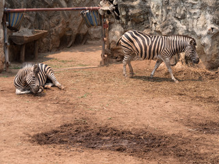 Obraz na płótnie Canvas zebra animal in safari