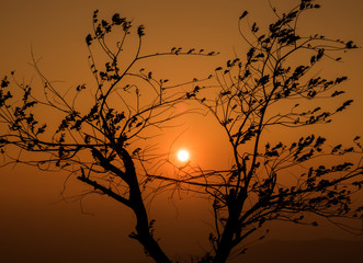 Silhouette Tree Over Sunrise