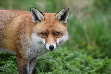 Naklejka na ściany i meble Wild Red Fox Southern England