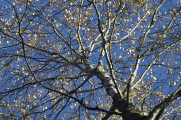 Birch krone with rare leaves against the background of the blue sky late fall.