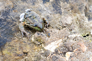 dead toad body on wood background