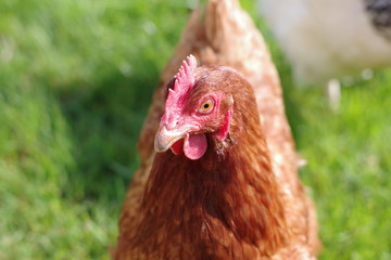 Poule pondeuse rousse