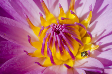 Obraz na płótnie Canvas Close up of pink water lily, Macro shot