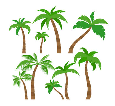 palm trees set in flat style  on white background