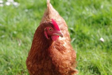 Poule pondeuse rousse