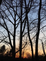 Bäume im Abendlicht