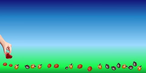 Un enfant donne un cœur pour les coccinelles qui courent sur l'herbe verte sur fond de ciel bleu
