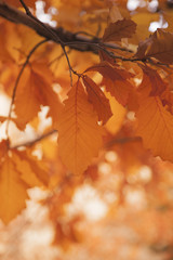 Naklejka na ściany i meble Orange and brown leaves, Autumn season