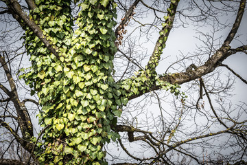 Mit Kletterpflanzen bewachsener Baum