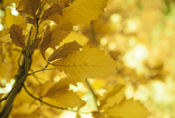 Naklejka na ściany i meble Yellow leaves, Fall season