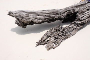 Driftwood on the beach