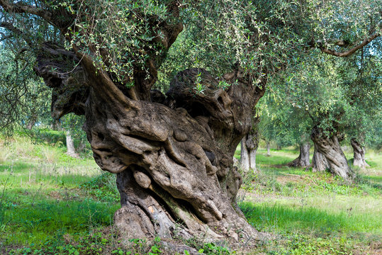 Trunk of old olive tree in Peloponnese, Greece