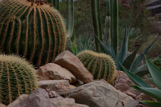 Cactus in desert Peru. Different species of cactus.