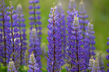 purple Lupins
