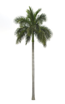 Royal palm isolated on white background